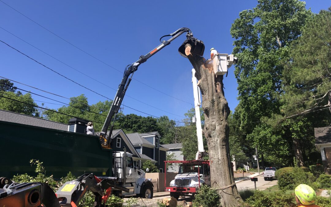 Smyrna Tree Removal