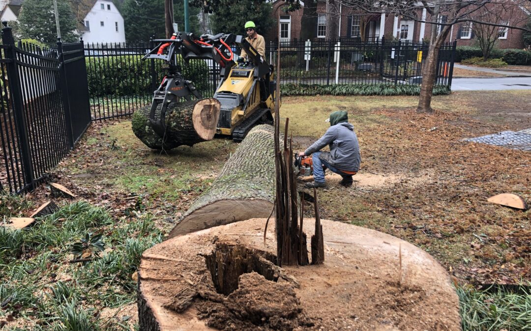 Dunwoody Tree Service