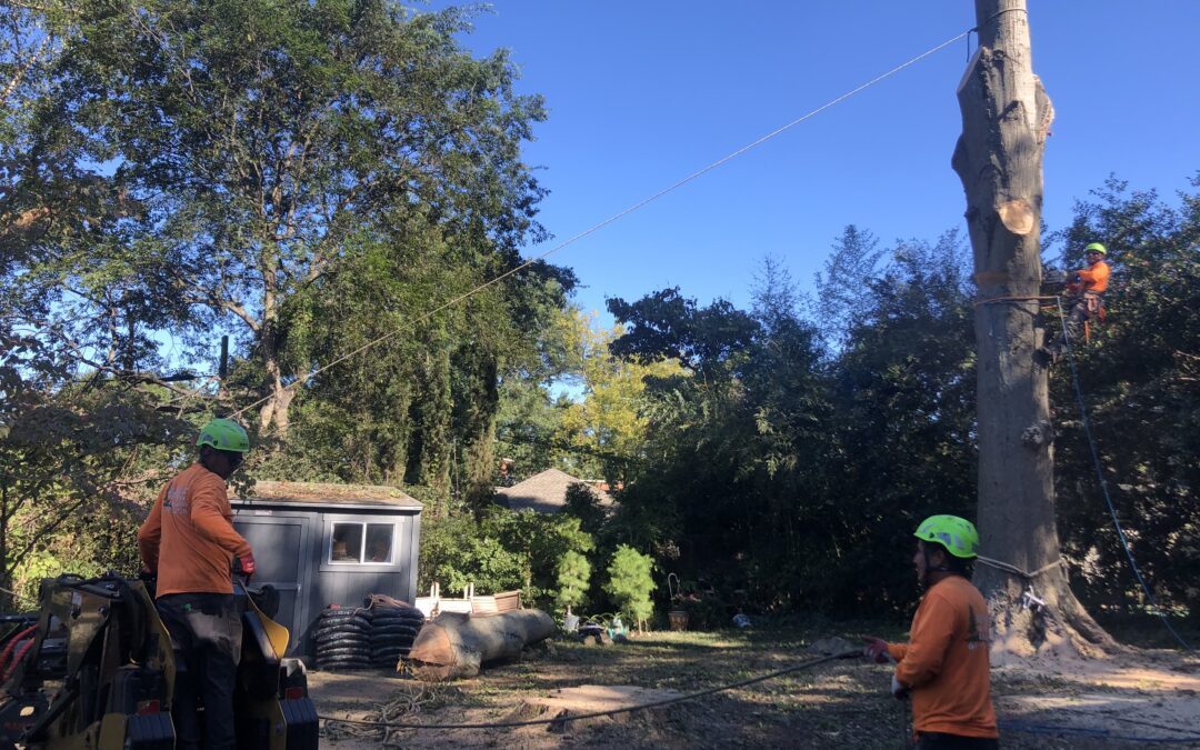 Johns Creek Tree Service
