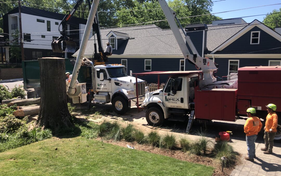 Marietta Tree Removal