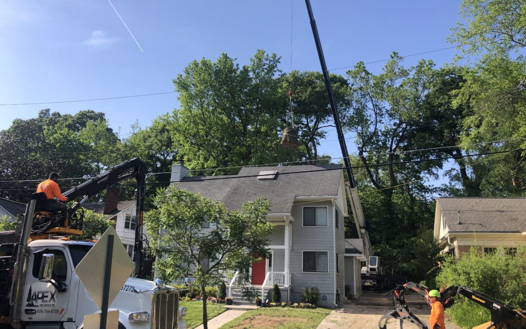 Atlanta Tree Removal