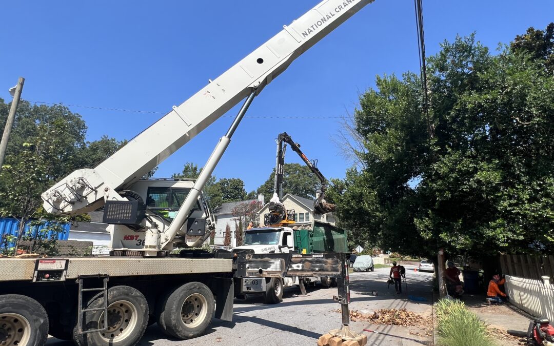 North Georgia Tree Removal