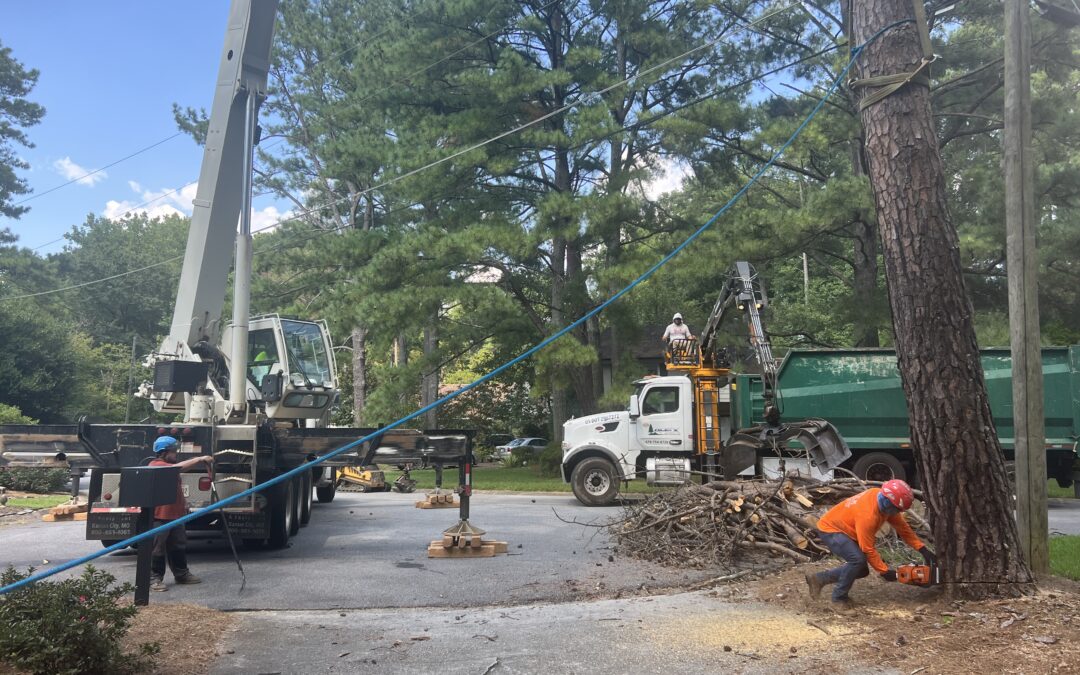 Roswell Tree Service