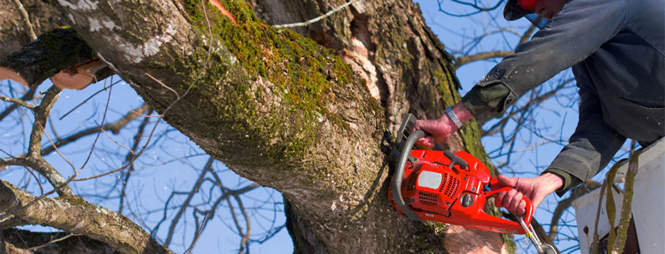 Tree Removal Stamford Ct