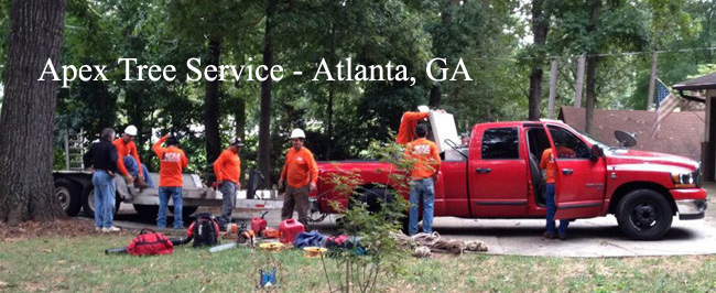 Tree Removal Service Dalton GA - PCR Tree Service - Tree Removal Service  Chattanooga, TN