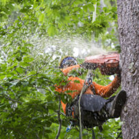 Johns Creek Tree Service