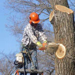 Roswell Tree Service
