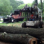 North Georgia Tree Removal