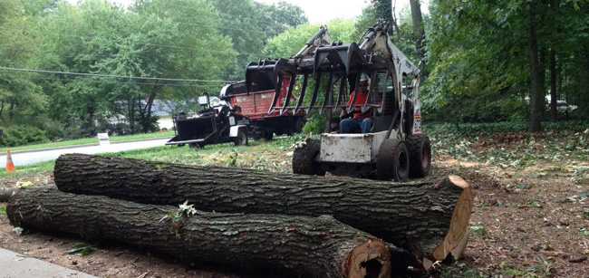 North Georgia Tree Removal Service - Apex Tree Company