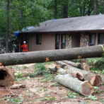 Smyrna Tree Removal