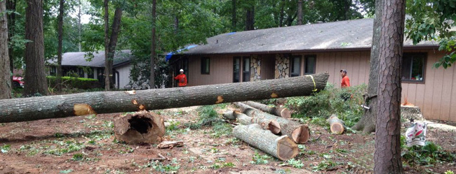 Smyrna Tree Removal Service - Apex Tree Company