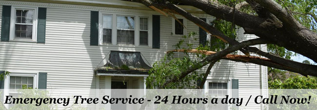 Atlanta Tree Removal Service 