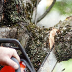 Dunwoody Tree Service