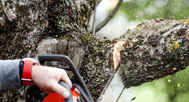 Dunwoody Tree Service - Apex Tree Service