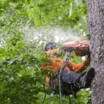 Johns Creek Tree Service