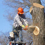 Roswell Tree Service