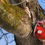 Marietta Tree Removal