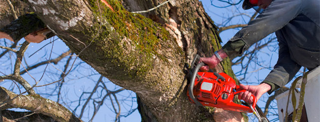 Marietta Tree Removal Service - Apex Tree Company