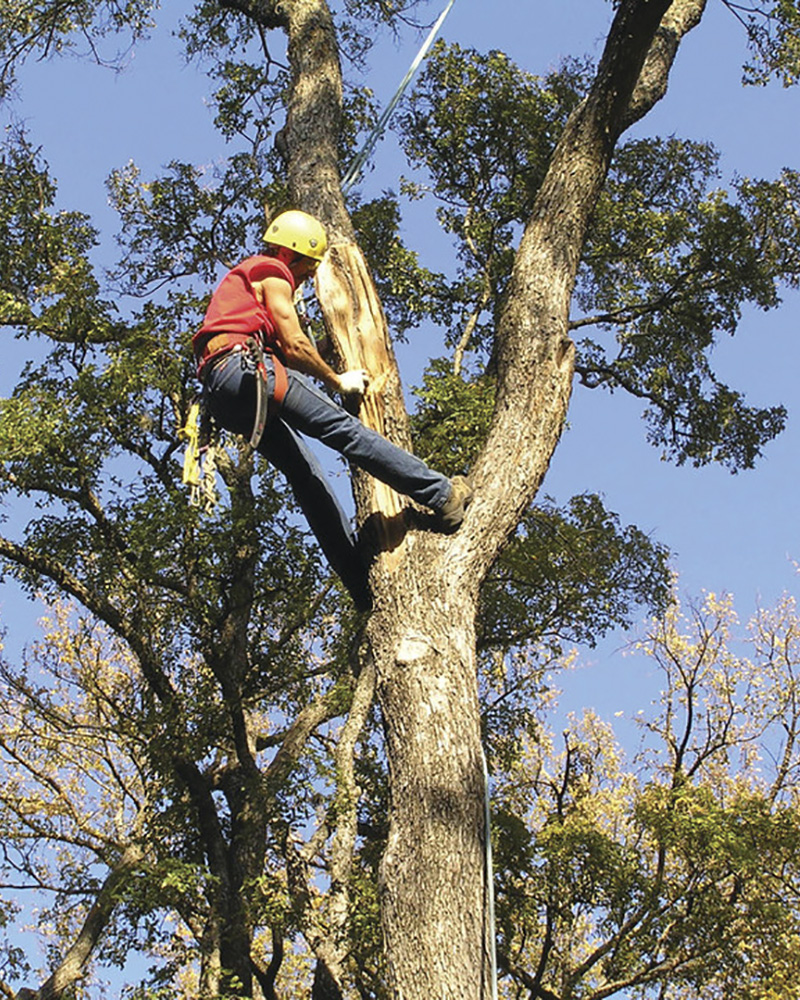 Tree Trimming in Atlanta GA