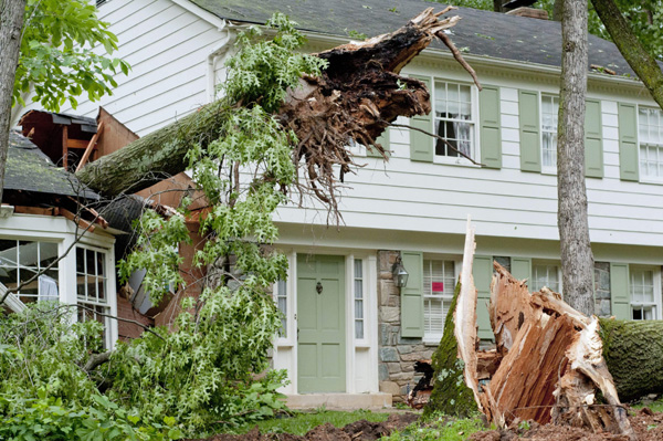 Emergency Tree Removal Service in Atlanta, GA - Apex Tree