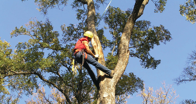 Atlanta Tree Trimming Company - Apex Tree Service