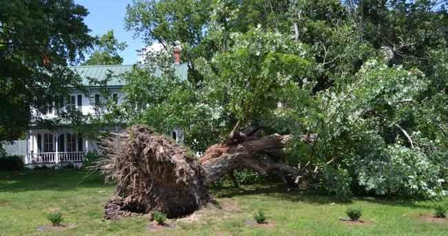 Local Tree Removal Company - Apex Tree Service in Atlanta GA