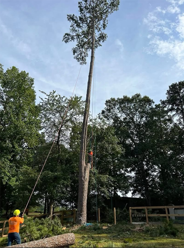 Atlanta Tree Service - Apex Tree Atlanta